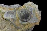 Edrioasteroid (Isorophusella) - Ontario #73186-1